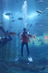 Aqarium in Dubai